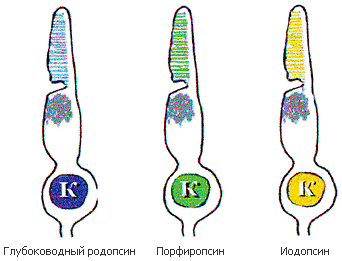 Родопсин и йодопсин в палочках и колбочках. Йодопсин в колбочках. Пигмент йодопсин. Пигменты в колбочках йодопсин.
