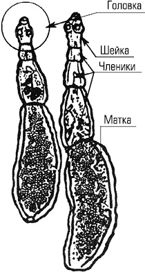 Какой цифрой обозначена на рисунке половозрелая стадия эхинококка