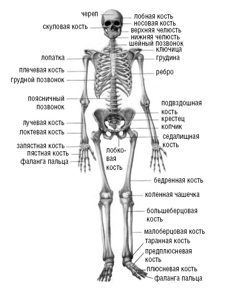 Подпишите названия костей скелета. Скелет человека с названием костей. Строение человека кости скелета. Скелет описание костей человека анатомия. Скелет человека с названием костей на русском и латинском.