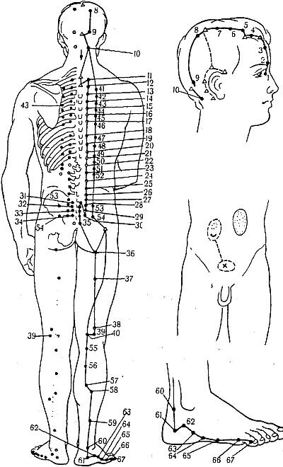 Меридиан мочевого пузыря точки расположения картинки