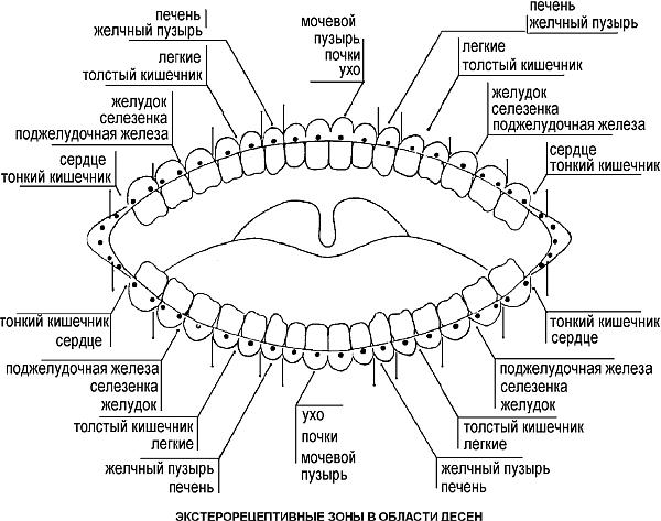Зубная психосоматика. Схема зубов и психосоматика. Какой зуб отвечает за какой орган. За что отвечают зубы. Зубы и органы взаимосвязь.