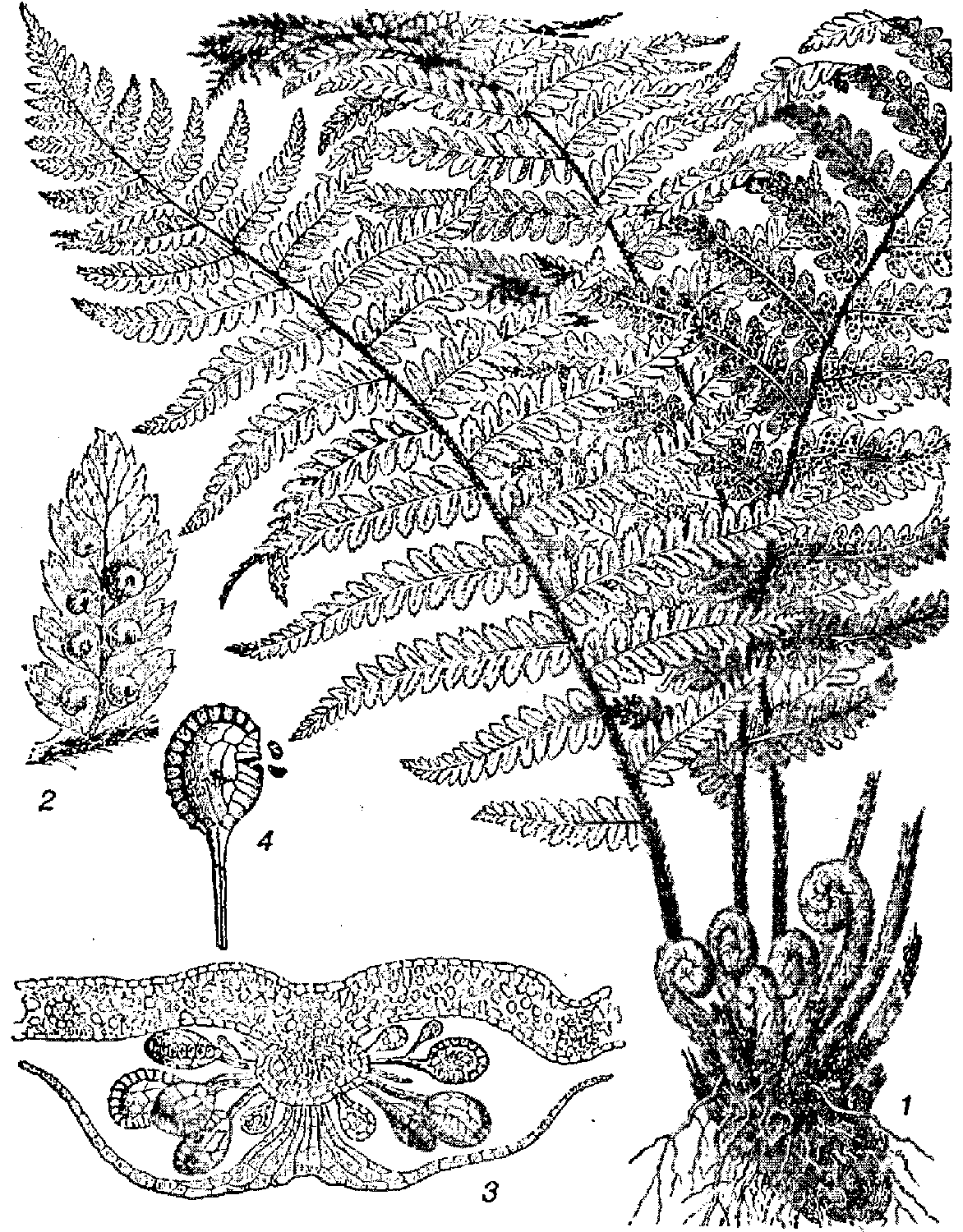 Папоротник рисунок биология