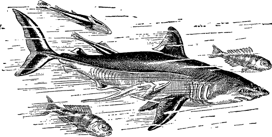 Рыба лоцман и акула тип