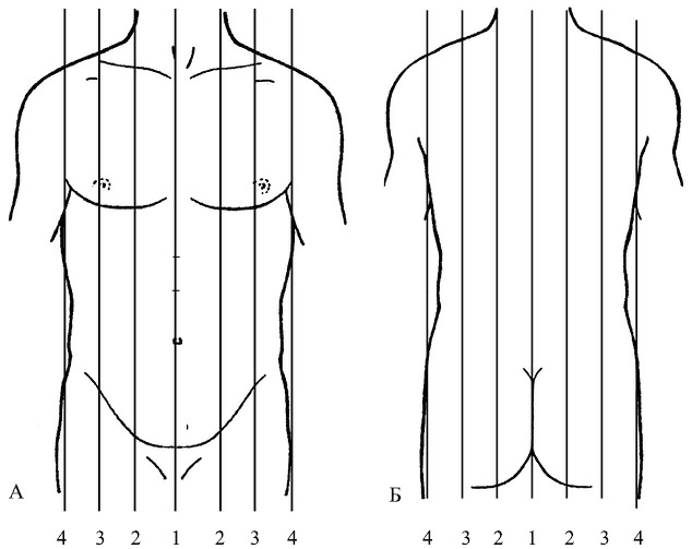Линии грудной клетки человека схема расположения