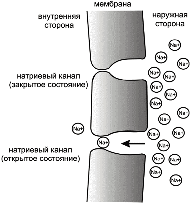 Открытое состояние. Натриевые каналы нервных клеток. Натриевые каналы нейронов. Натриевый канал мембраны. Натриевые каналы схема.