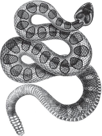 Какая симметрия у змеи. Гремучая змея. Змеи вид сверху. Рисунок гремучей змеи. Гремучие змеи.