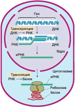 Схема реализации наследственной информации в клетке