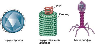 Герпес – симптомы, причины, признаки и методы лечения вируса герпеса у взрослых в «СМ-Клиника»