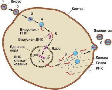 ВПЧ (вирус папилломы человека)