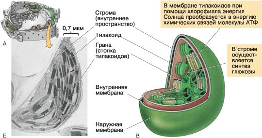 Пластический обмен (синтез рнк и белков). Основные этапы (транскрипция, и трансляция).