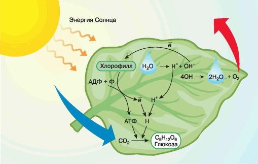 Нарушение фотосинтеза у растений фото