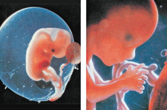 Реферат: Эмбриональное развитие человека