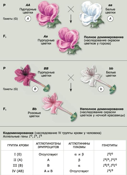 Аллельные гены окраски. Наследование окраски цветков у душистого горошка. Генетика полное и неполное доминирование. Наследование признаков при полном доминировании. Взаимодействие аллельных генов полное доминирование.