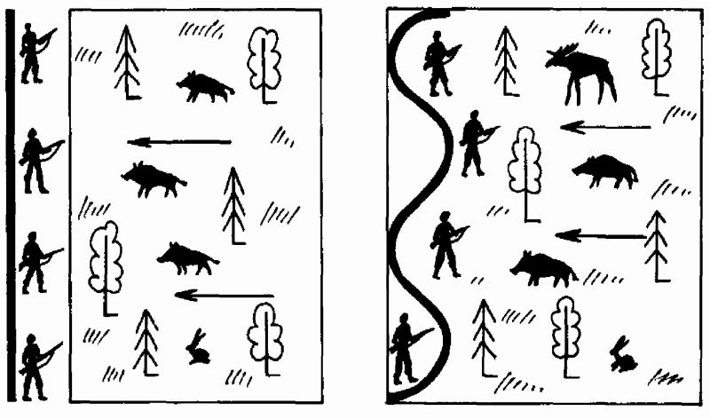 Расставь стрелки. Загонная охота схема. Загонная охота схема проведения. Схема расстановки загонной охоты. Схема загонной охоты на копытных.