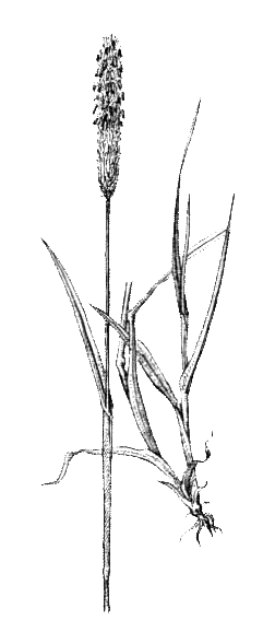 Лисохвост схема. Лисохвост рисунок. Лисохвост луговой (alopecurus pratensis). Лисохвост рисунок. ).