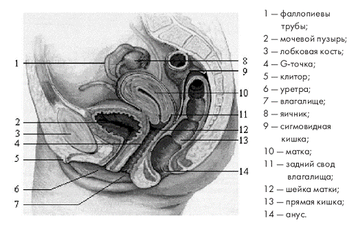 Влагалище человека — Рувики: Интернет-энциклопедия