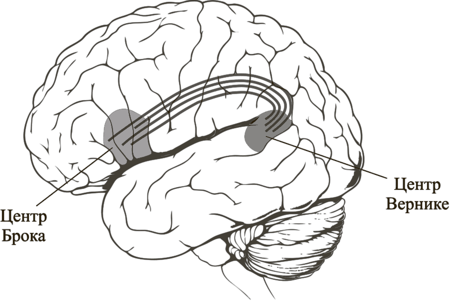 Слуховой центр коры мозга. Центры Брока и Вернике в головном мозге. Центр Брока и Вернике функции. Речевые зоны мозга Брока и Вернике. Зона Брока и Вернике в логопедии.