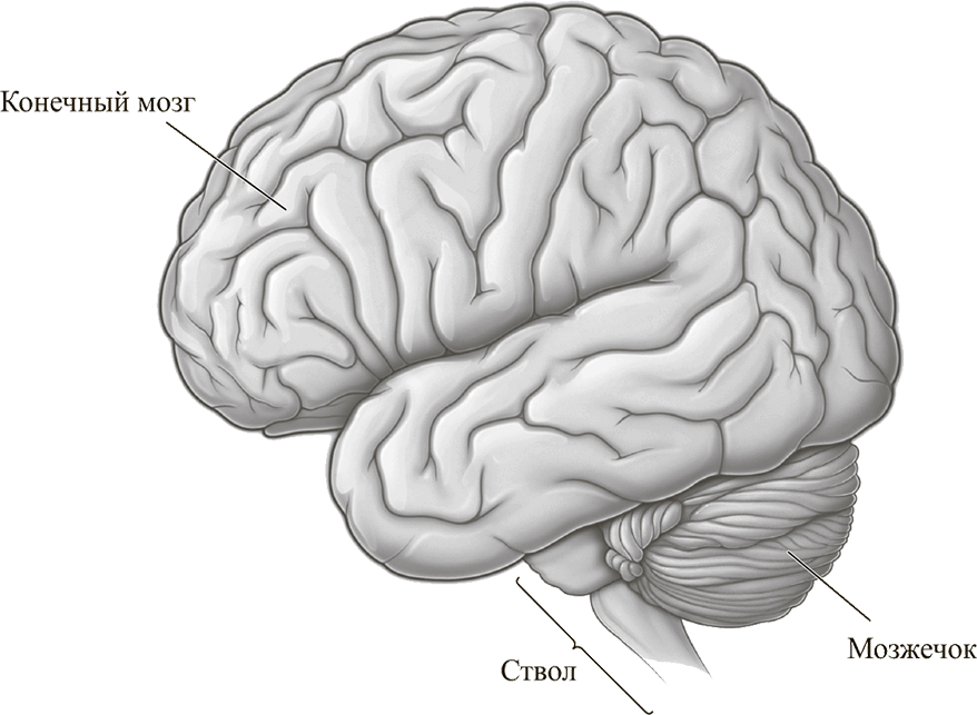 Большой мозжечок. Большой мозг мозжечок и мозговой ствол. Головной мозг строение конечный мозг. Отделы головного мозга конечный мозг. Полушария головного мозга конечный мозг.