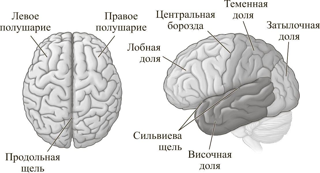 Левое полушарие доли. Полушария головного мозга конечный мозг. Головной мозг строение конечный мозг. Конечный мозг анатомия строение. Строение левого полушария головного мозга.