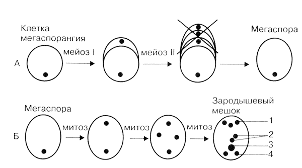 Схема образования и развития пыльцевого зерна. Схема образования и развития пыльцевого зерна и зародышевого мешка. Схема образования и развития зародышевого мешка. Схема образования восьмиядерного зародышевого мешка.