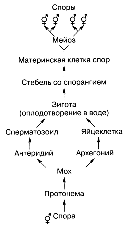 Циклы высших споровых растений. Жизненный цикл споровых растений схема. Схема цикла развития плаунов редукционное деление. Цикл развития высших растений схема. Схема цикла споровых растений.