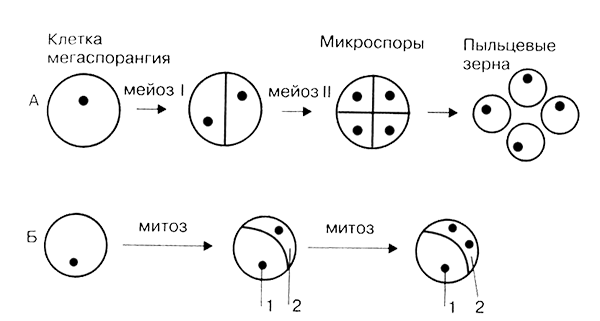 Развитие микроспоры