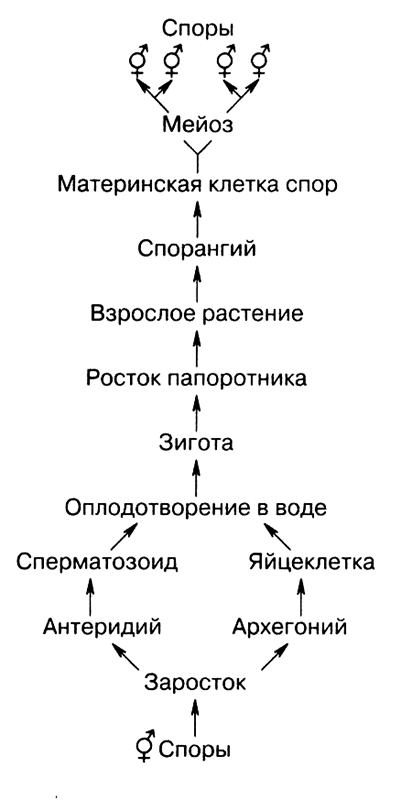 Каким номером на рисунке обозначена стадия жизненного цикла которая появляется при прорастании споры