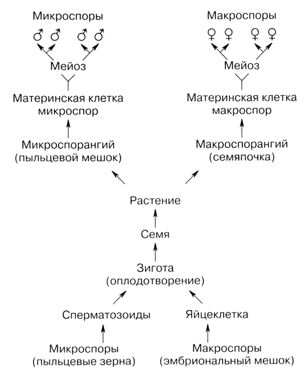 Цикл развития покрытосеменных схема с описанием