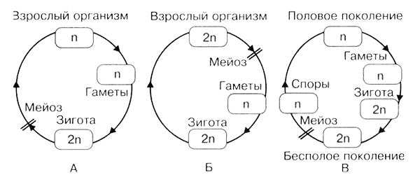 Жизненный цикл мейоза. Схема жизненных циклов организмов. Схема жизненных циклов организмов мейоз. Жизненный цикл клетки мейоз схема. Мейоз в жизненном цикле организмов.