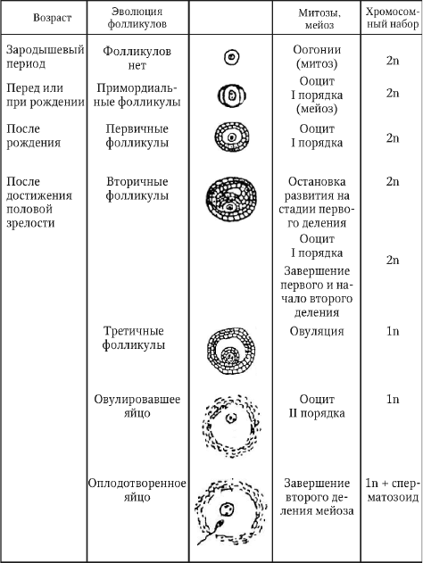 Период развития яйцеклетки составляет сколько дней. Таблица классификация яйцеклеток. Типы яйцеклеток схема. Фазы созревания яйцеклетки. Типы яйцеклеток у животных.