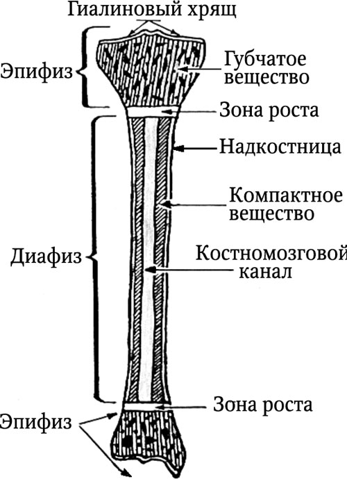 Схема трубчатой кости