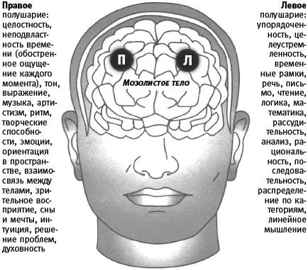 Болят полушария мозга. Мозг человека полушария. Левое полушарие головы. Мозг человека левое и правое полушарие. За что отвечает правое полушарие.