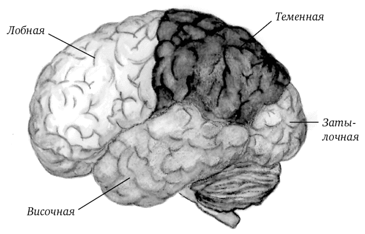Лобной доле коры.
