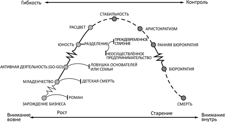 Адизес развитие организации. Жизненный цикл Адизесу. Кривая Адизеса жизненный цикл организаций. Кривая жизненного цикла по Адизесу. Жизненный цикл компании Ицхака Адизеса.