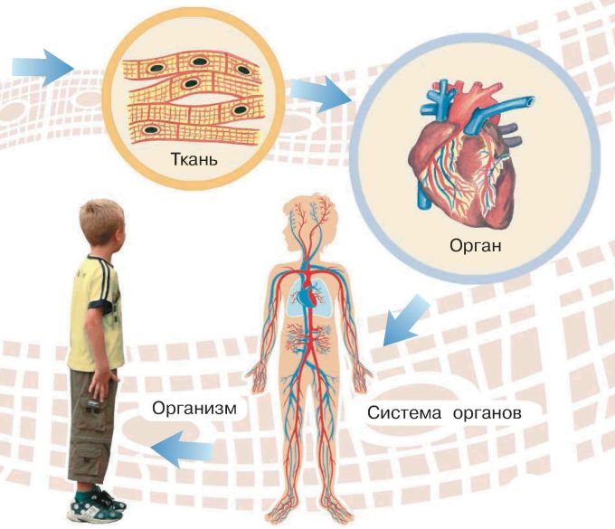 Человек живой организм схема 4 класс