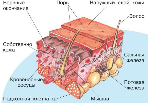 На первых порах. Кожа человека испаряет пот.