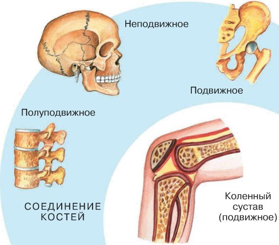 Кости скелета человека соединены неподвижно. Полуподвижное соединение костей строение. Неподвижные полуподвижные и подвижные соединения костей. Типы соединения костей подвижные. Подвижное соединение костей сустав.