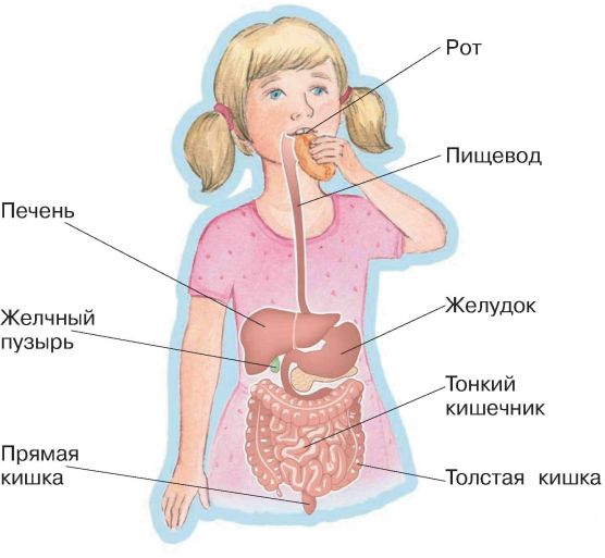 Структура и этапы пищеварения