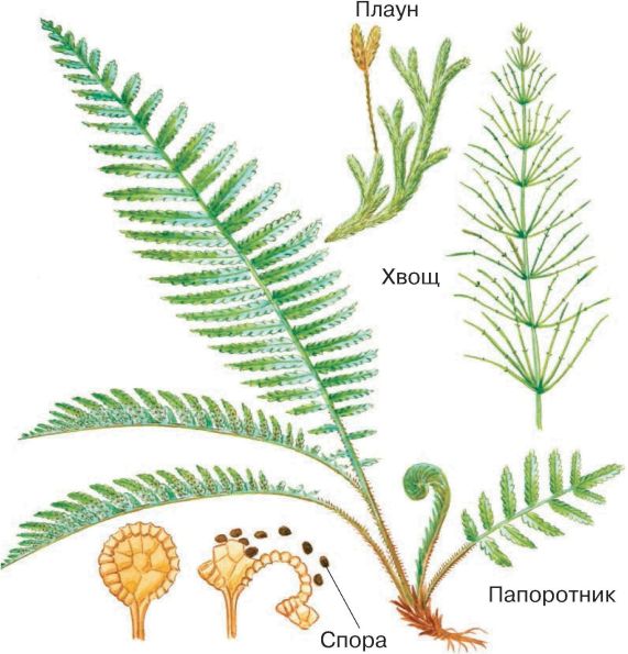 Рисунок спорового растения