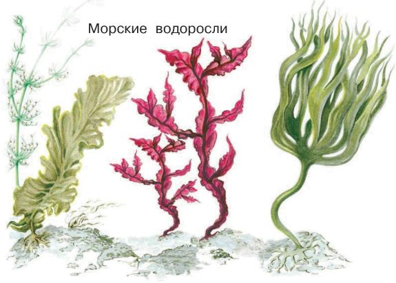 Рисунок водоросли по биологии 5 класс