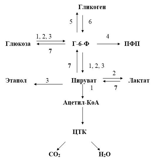 Схема образования лактата