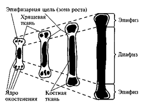 Что такое рост развитие и в чем их различие. Смотреть фото Что такое рост развитие и в чем их различие. Смотреть картинку Что такое рост развитие и в чем их различие. Картинка про Что такое рост развитие и в чем их различие. Фото Что такое рост развитие и в чем их различие