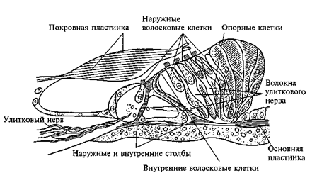 Что означает определение интегративная деятельность мозга. Смотреть фото Что означает определение интегративная деятельность мозга. Смотреть картинку Что означает определение интегративная деятельность мозга. Картинка про Что означает определение интегративная деятельность мозга. Фото Что означает определение интегративная деятельность мозга