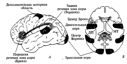 Что означает определение интегративная деятельность мозга. Смотреть фото Что означает определение интегративная деятельность мозга. Смотреть картинку Что означает определение интегративная деятельность мозга. Картинка про Что означает определение интегративная деятельность мозга. Фото Что означает определение интегративная деятельность мозга