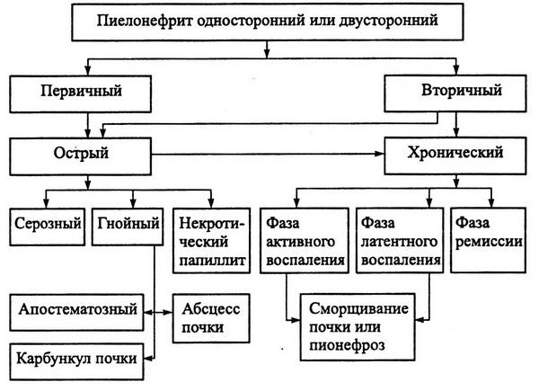 Схема патогенеза пиелонефрита