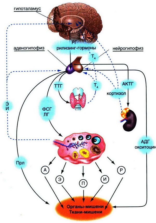 Схема регуляции менструационного цикла