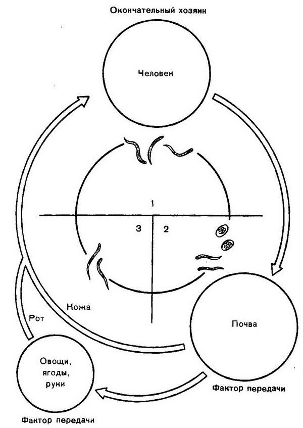 Анкилостома жизненный цикл схема
