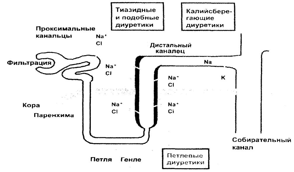 Тиазидные диуретики. Нефрон и диуретики схема. Диуретики схема действия. Механизм действия диуретиков схема. Схема действия диуретиков на нефрон.