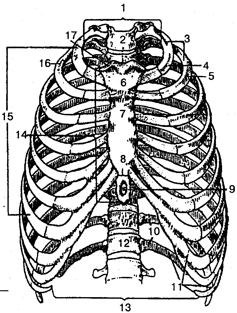 Ребра грудной клетки человека схема расположения