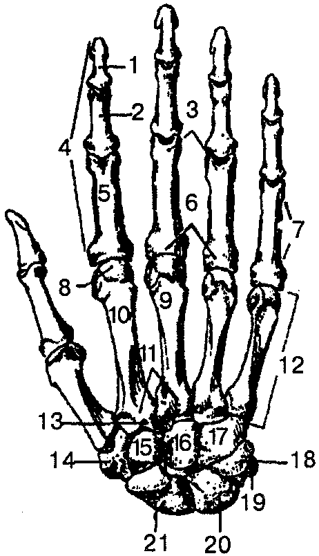 Головка кости пальца. Кости кисти ладонная поверхность. Кости кисти рисунок ладонная поверхность. Строение костей кисти руки. Кости правой кисти тыльная поверхность.